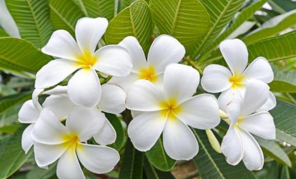 雞蛋花果實 雞蛋花果實