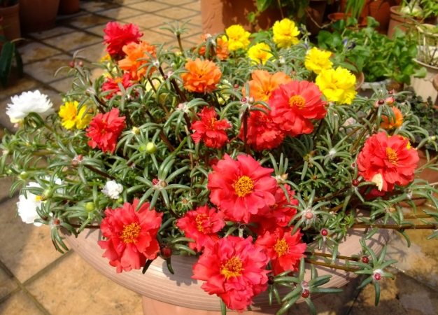 松葉牡丹照顧方法