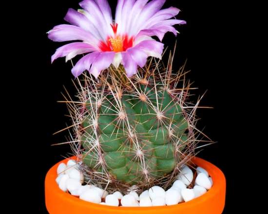 仙人掌爛莖治療