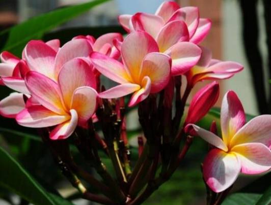 雞蛋花養護方法