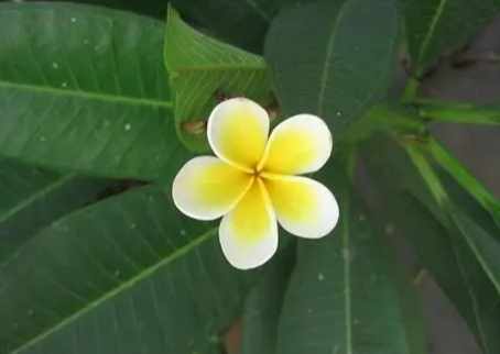 雞蛋花分類 雞蛋花分類