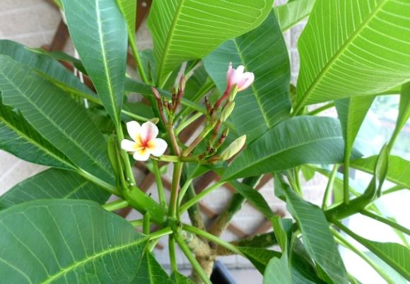 雞蛋花養護方法