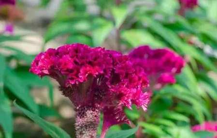 雞冠花種子發芽方法 雞冠花種子發芽方法