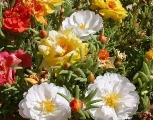 松葉牡丹種子發芽 松葉牡丹種子發芽