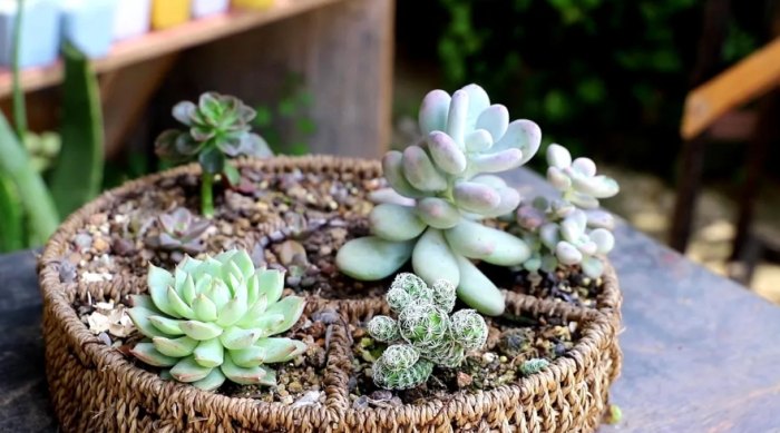 多肉植物養護方法