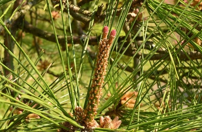 松葉花养护技巧