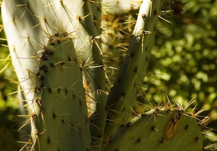 仙人掌爛莖預防