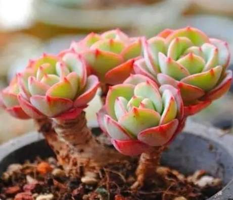 多肉植物生長慢