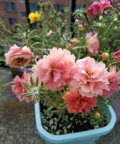 松葉牡丹扦插 松葉牡丹扦插