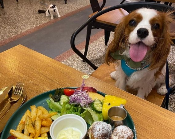 帶狗晚餐台南 帶狗晚餐台南