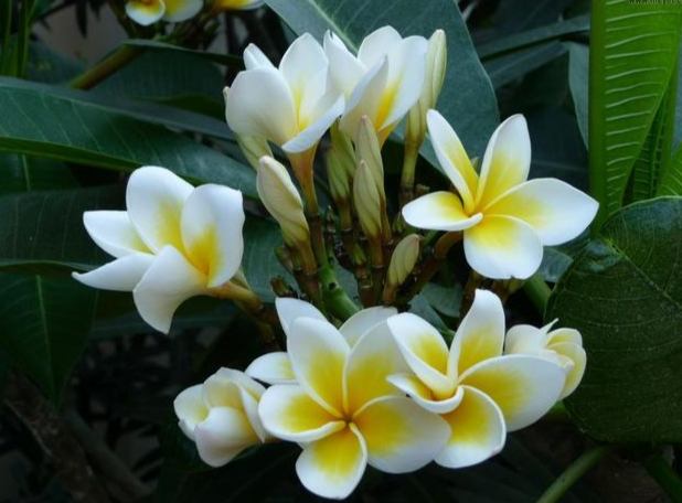 雞蛋花喬木種植 雞蛋花喬木種植