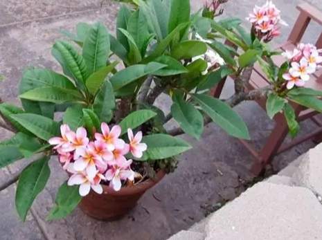 雞蛋花照顧 雞蛋花照顧