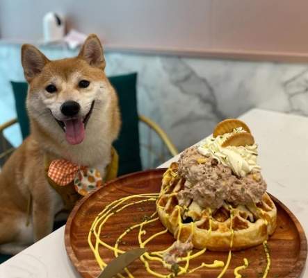 寵物友好餐廳台南 寵物友好餐廳台南