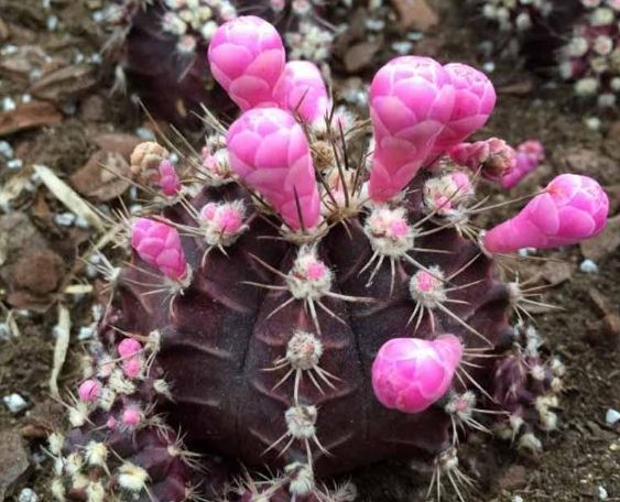 仙人掌根部腐爛