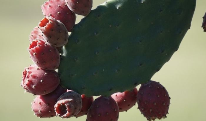 仙人掌果實食用