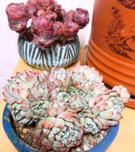 多肉植物生長慢