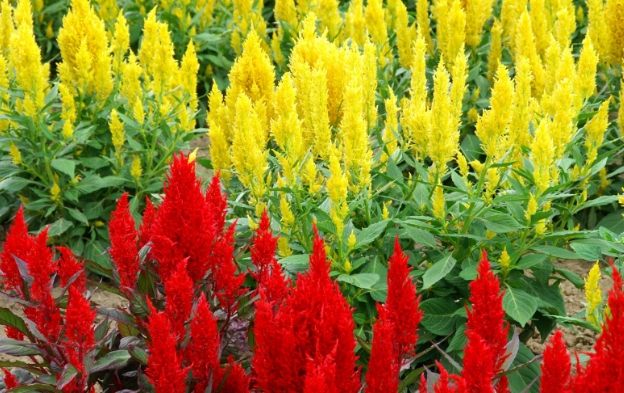 雞冠花栽培時間