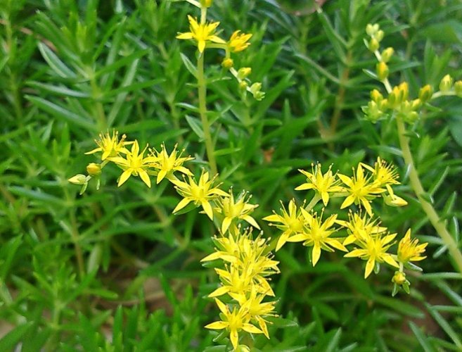 松葉花种植方法