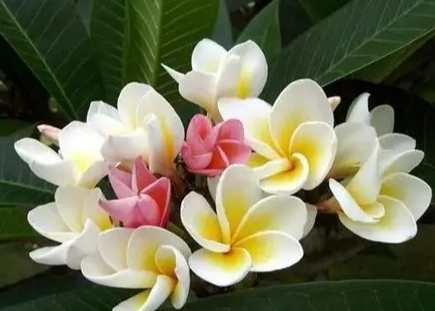 室內植物雞蛋花