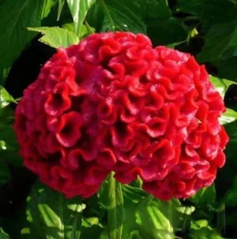 雞冠花種植 雞冠花種植