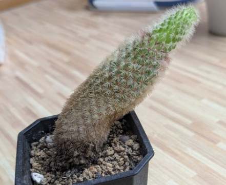 仙人掌變軟原因 仙人掌變軟原因