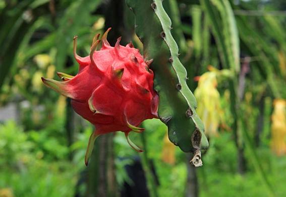 仙人掌果實食用