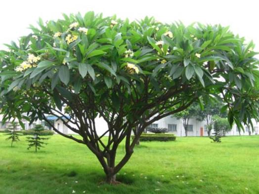 雞蛋花種植結果 雞蛋花種植結果