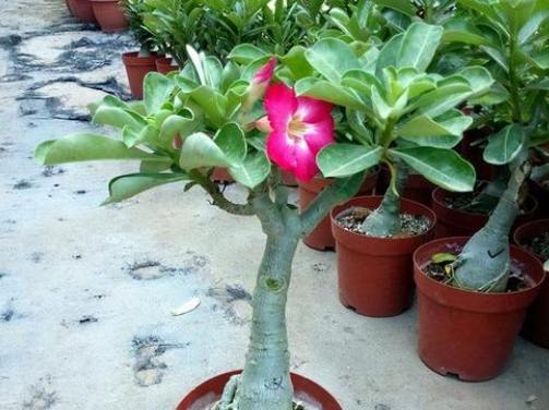 葉斑病症狀治療 葉斑病症狀治療