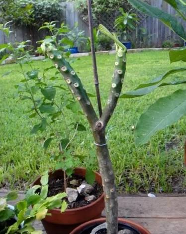 雞蛋花養護方法