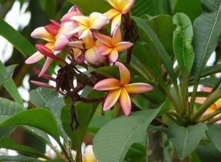 盆栽雞蛋花技巧