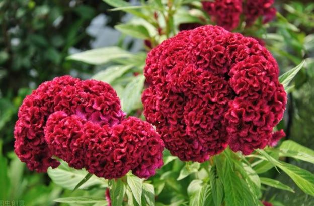 雞冠花發芽條件 雞冠花發芽條件