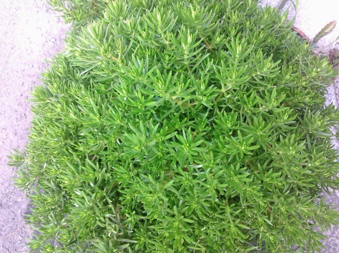 松葉花养护技巧