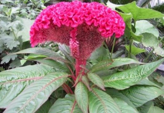 雞冠花插枝技巧