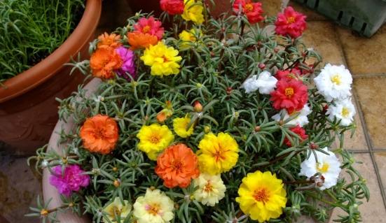 松葉牡丹防寒方法 松葉牡丹防寒方法