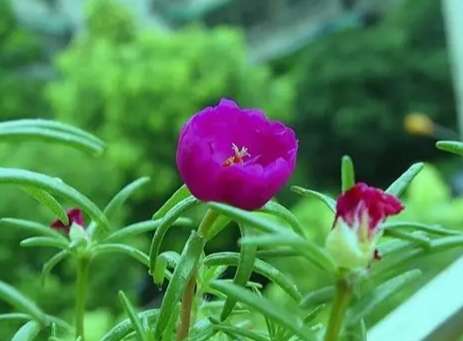 松葉牡丹扦插 松葉牡丹扦插