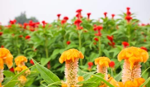 雞冠花養護技巧 雞冠花養護技巧