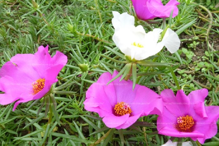 松葉牡丹扦插 松葉牡丹扦插