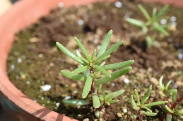 水耕松葉牡丹技巧