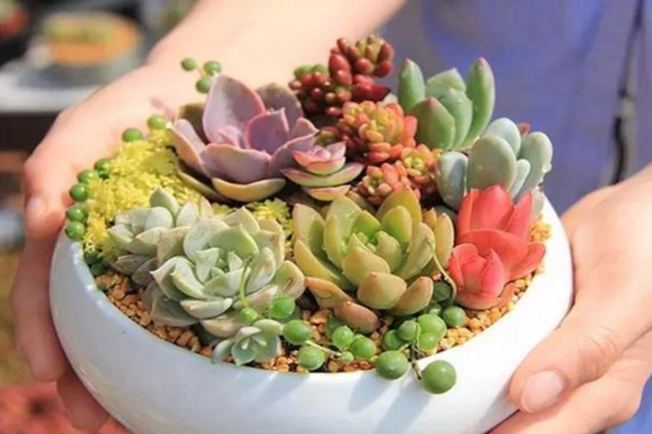 多肉植物照顧技巧