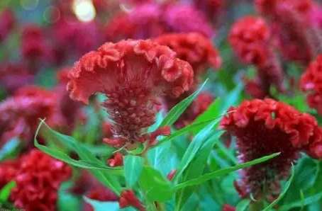 雞冠花種子發芽方法 雞冠花種子發芽方法