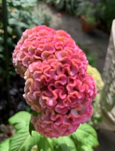 雞冠花播種技巧 雞冠花播種技巧