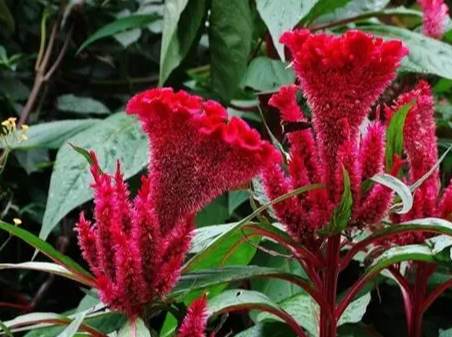 雞冠花種植季節