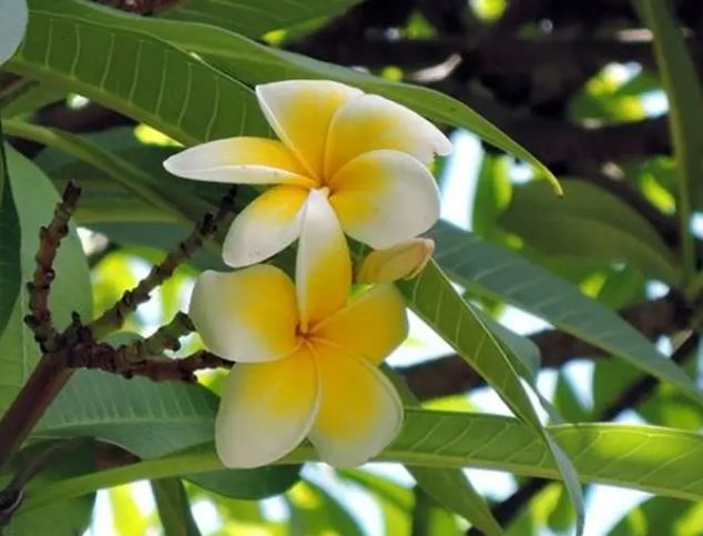 雞蛋花分類 雞蛋花分類