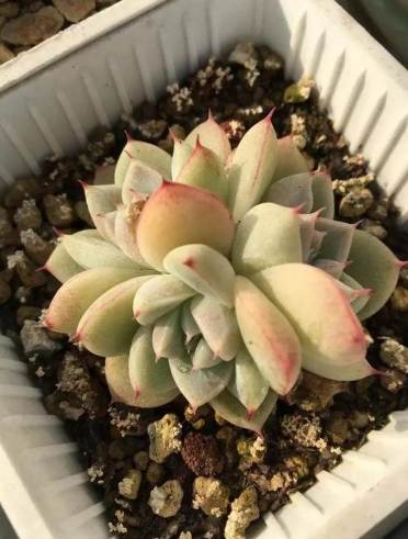 多肉植物換盆後照顧 多肉植物換盆後照顧