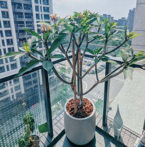 盆栽雞蛋花技巧