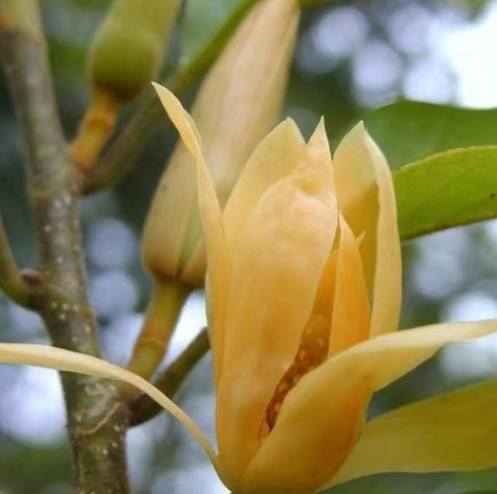 玉蘭花種子發芽