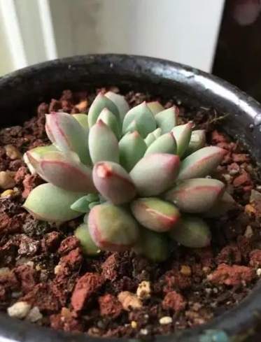 多肉換盆後澆水技巧 多肉換盆後澆水技巧