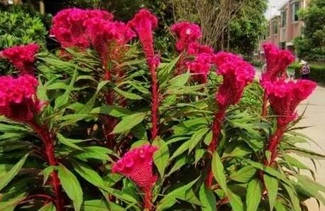 雞冠花栽培時間