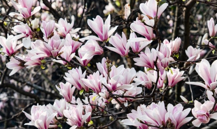 雞蛋花盆栽選擇 雞蛋花盆栽選擇