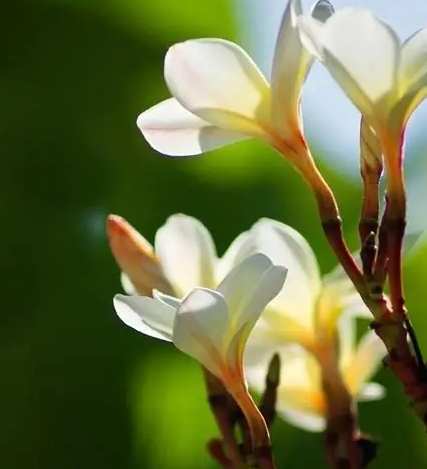 雞蛋花種植問題